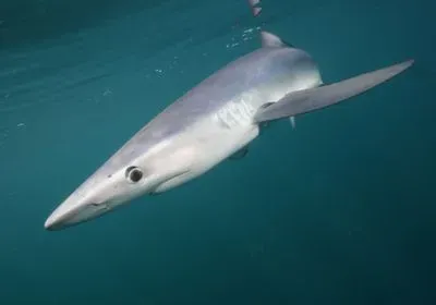 sharks, blue shark, Prionace glauca, overfishing, ocean deoxygenation, climate change sharks, blue shark, Prionace glauca, overfishing, ocean deoxygenation, climate change